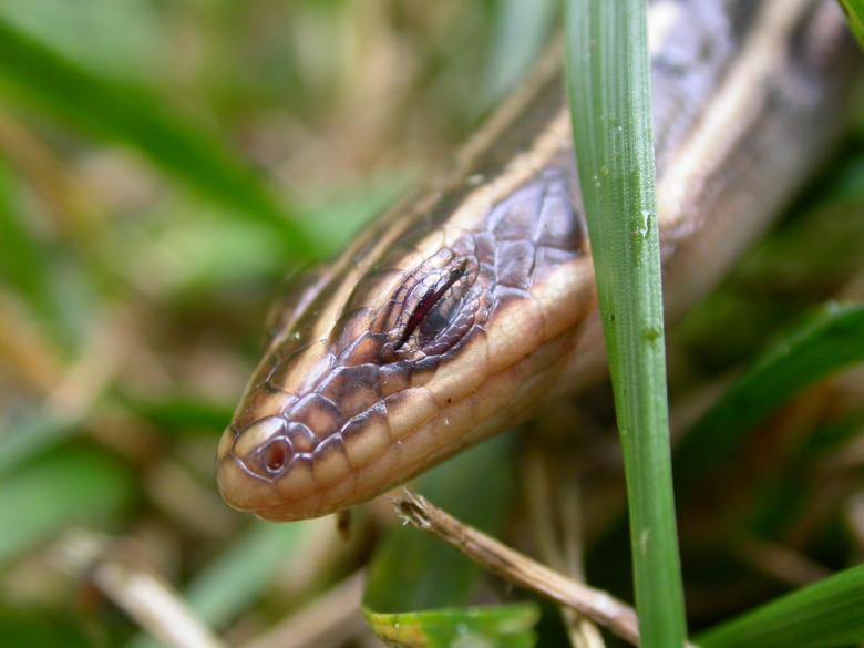Free stock image of Lizard head created by raymond henry