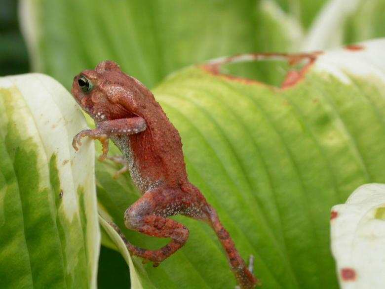 Free stock image of Red frog created by raymond henry
