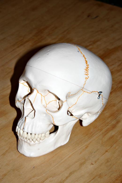 Free stock image of Plastic skull created by Bjorgvin
