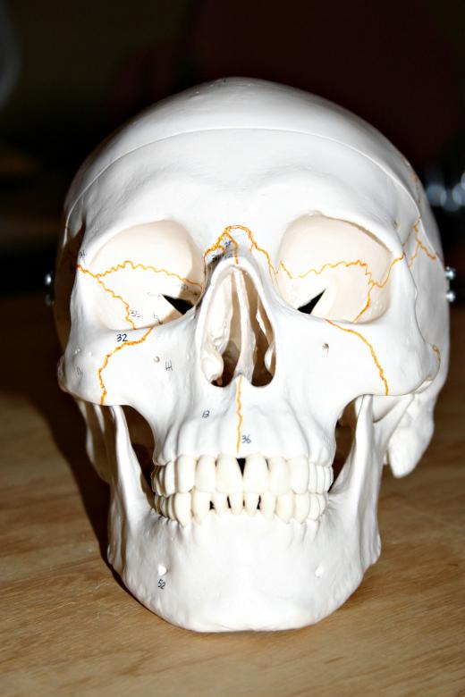 Free stock image of Plastic skull created by Bjorgvin