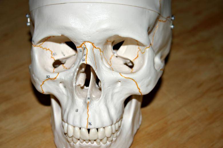 Free stock image of Plastic skull created by Bjorgvin