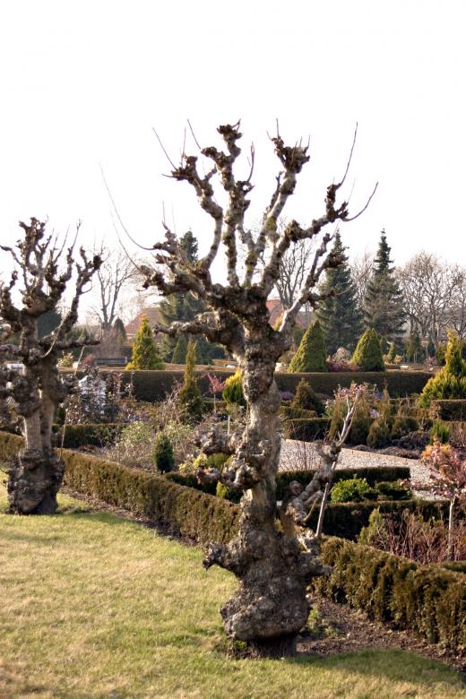 Free stock image of Funny looking tree in cemetary created by Bjorgvin