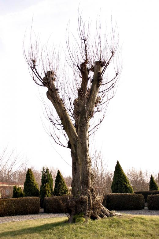 Free stock image of A tree with bare branches created by Bjorgvin