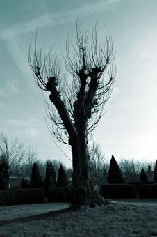 Free Stock Photo of Bare tree against a bluish sky
