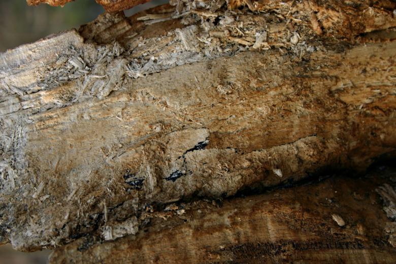 Free stock image of Wood texture created by Bjorgvin