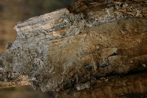 Free Stock Photo of Wood texture