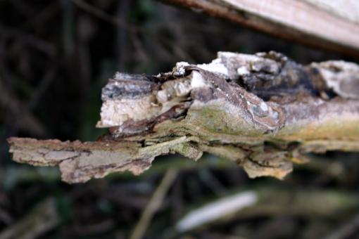 Free Stock Photo of Wood bark