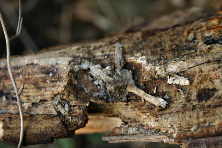 Free stock image of Wood texture created by Bjorgvin
