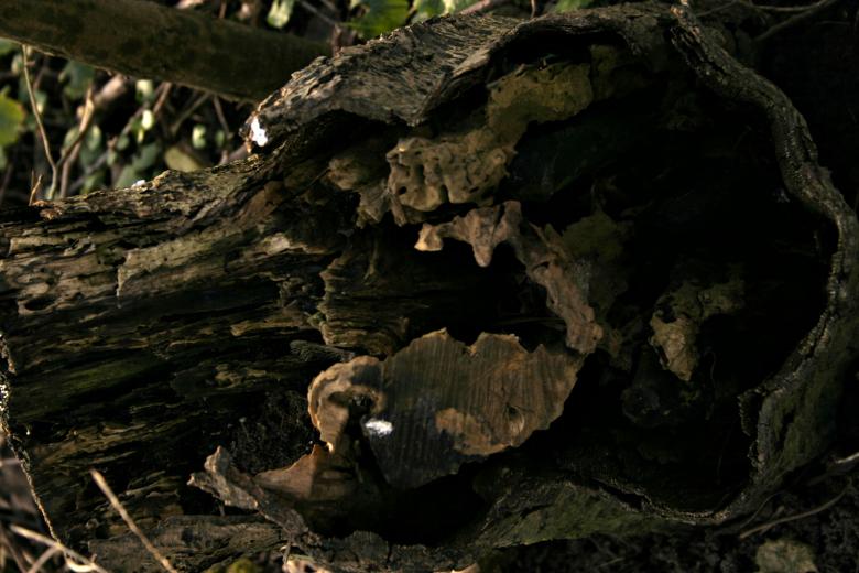 Free stock image of Wood texture created by Bjorgvin