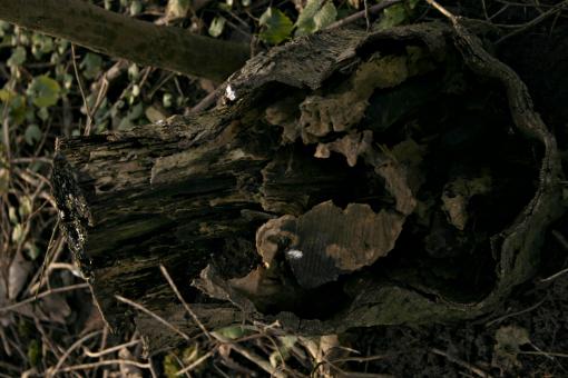 Free Stock Photo of Wood texture