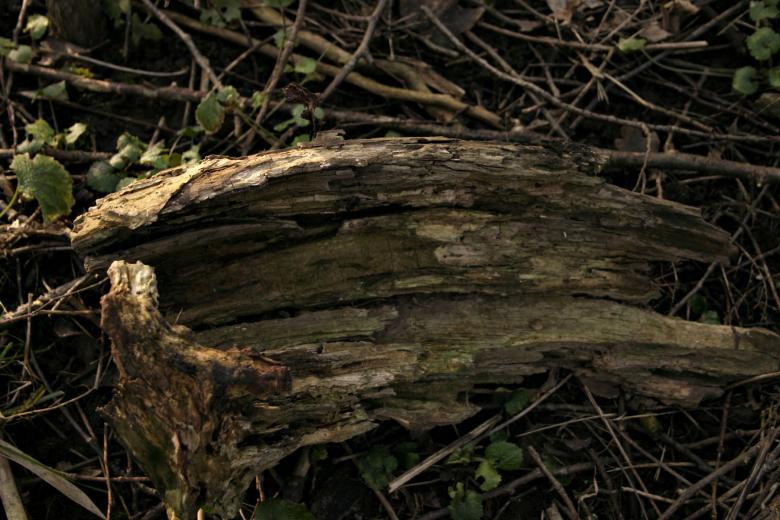Free stock image of Wood texture created by Bjorgvin