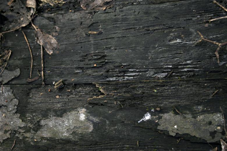 Free stock image of Wood texture created by Bjorgvin