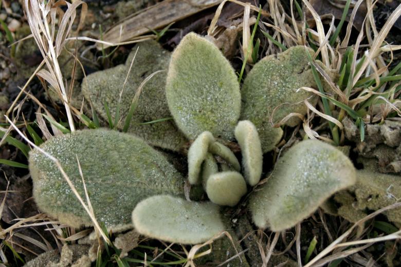 Free stock image of Hairy green plant created by Bjorgvin