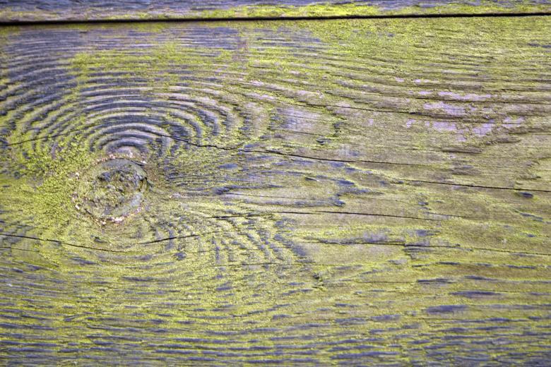 Free stock image of Wood texture created by Bjorgvin