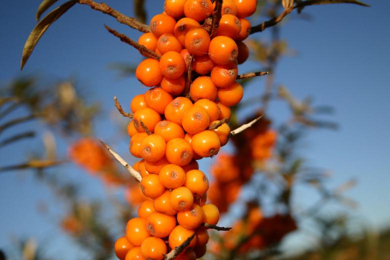 Free stock image of Orange berries closeup created by allan toft pedersen