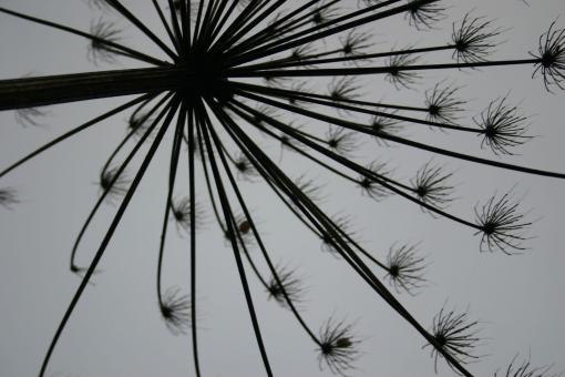 Silhouette of a plant - Free Stock Photo