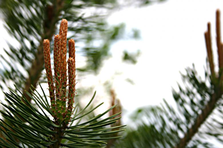 Free stock image of Plant closeup created by Bjorgvin