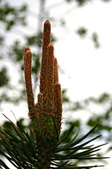 Free Stock Photo of Plant closeup