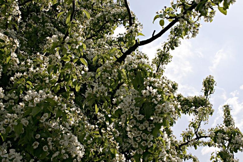 Free stock image of Tree with white flowers created by Bjorgvin