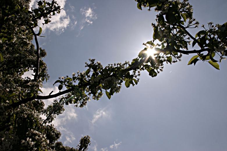 Free stock image of Tree in the sun created by Bjorgvin