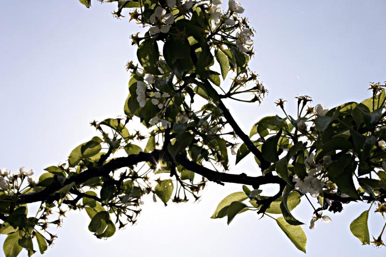Free stock image of Tree branch in the sun created by Bjorgvin