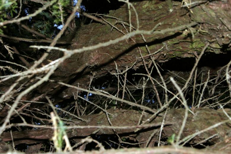 Free stock image of Branches created by Bjorgvin