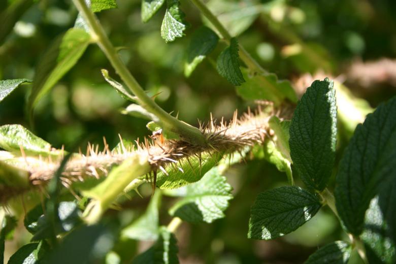 Free stock image of Thorns created by Bjorgvin