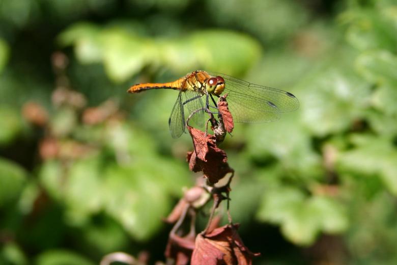 Free stock image of Dragon Fly created by Bjorgvin
