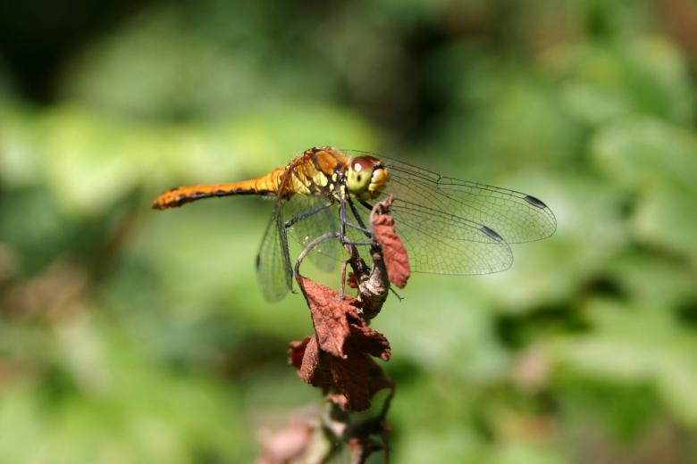 Free stock image of Dragon Fly created by Bjorgvin