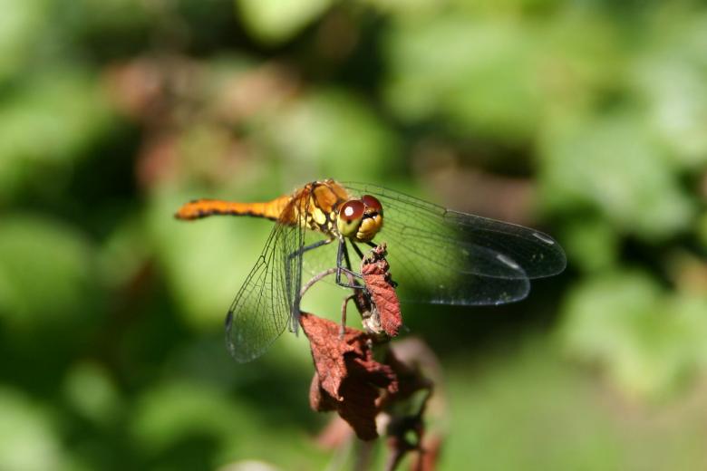 Free stock image of Dragon Fly created by Bjorgvin