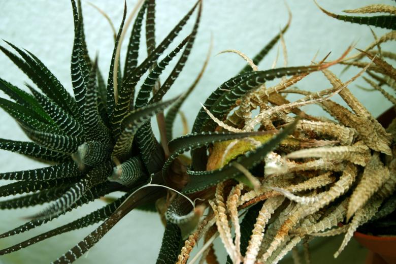 Free stock image of Tentacles created by Bjorgvin
