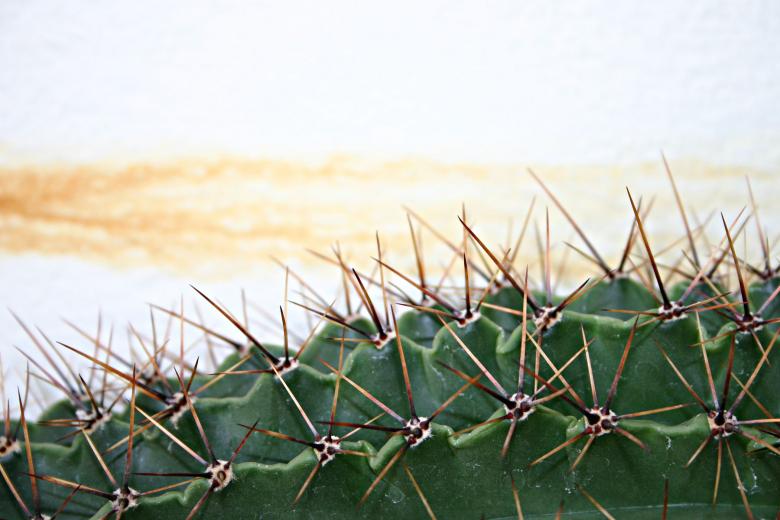 Free stock image of Cactus created by Bjorgvin