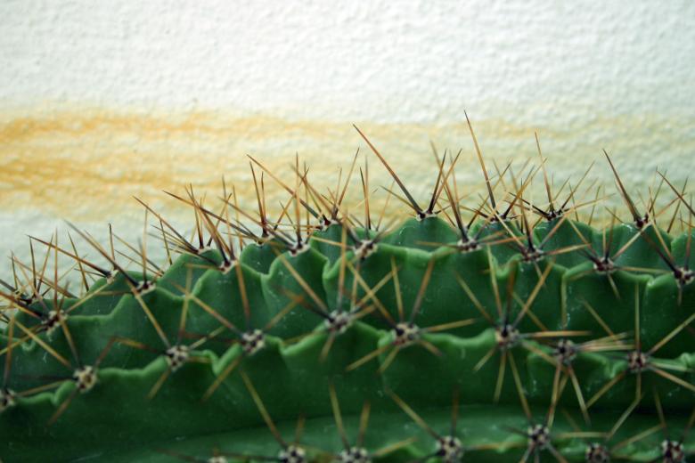 Free stock image of Cactus created by Bjorgvin