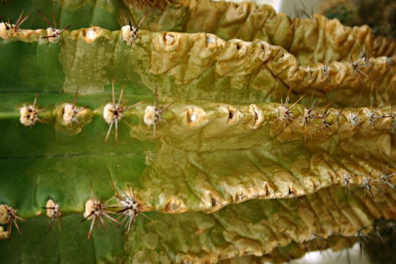 Free stock image of Cactus created by Bjorgvin
