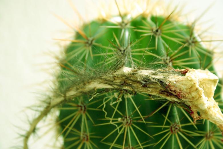 Free stock image of Cactus created by Bjorgvin
