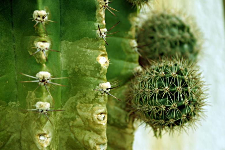 Free stock image of Cactus created by Bjorgvin