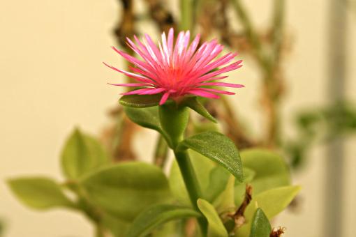 Free Stock Photo of Pink Flower