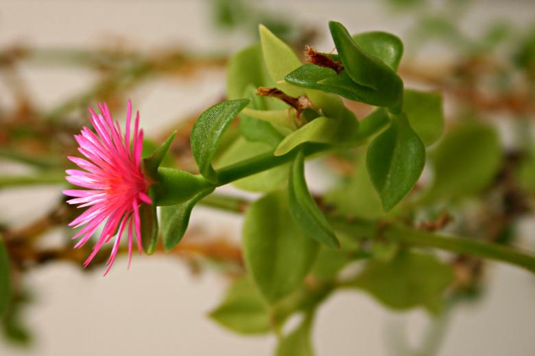 Free stock image of Pink Flower created by Bjorgvin