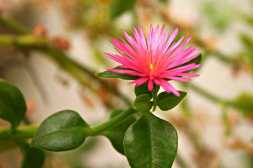 Free Stock Photo of Pink Flower