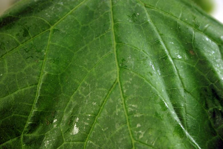 Free stock image of Leaf Closeup created by Bjorgvin