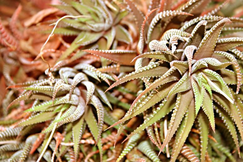 Free stock image of Tentacles created by Bjorgvin