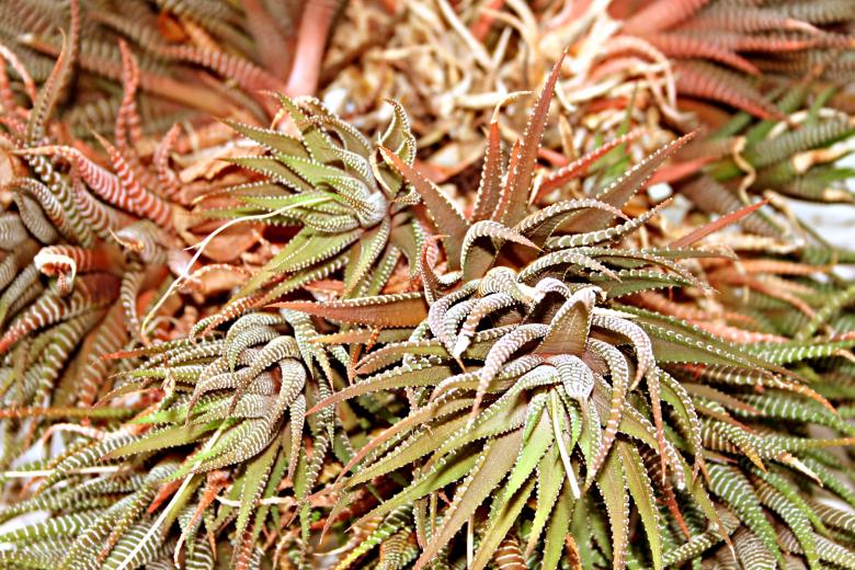 Free stock image of Tentacles created by Bjorgvin