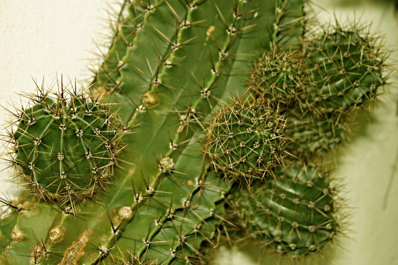 Free stock image of Cactus created by Bjorgvin