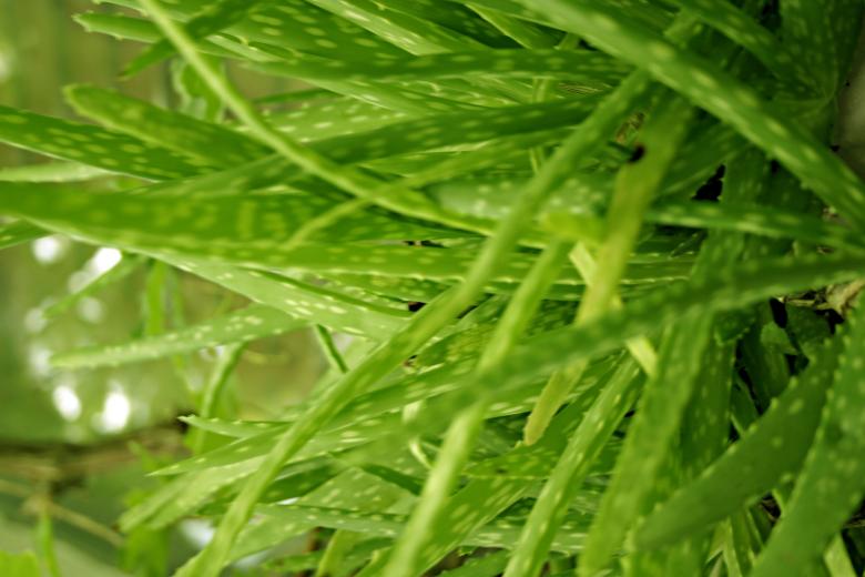 Free stock image of Green Plant created by Bjorgvin
