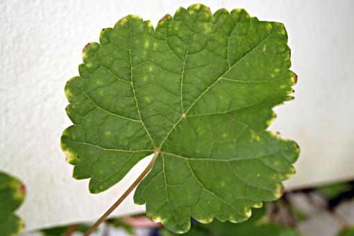Free Stock Photo of Leaf