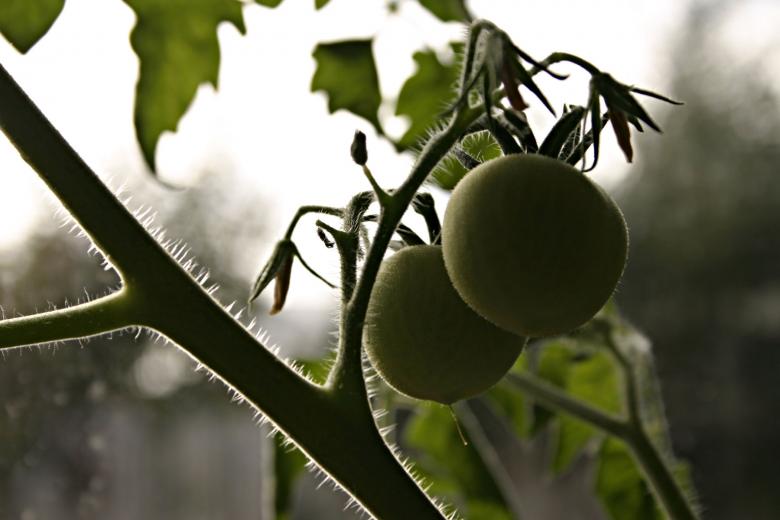 Free stock image of Tomato plant created by Bjorgvin