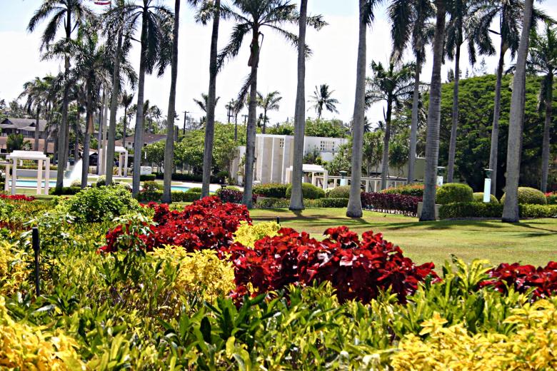 Free stock image of Flowers and palm trees created by shaun newcomb
