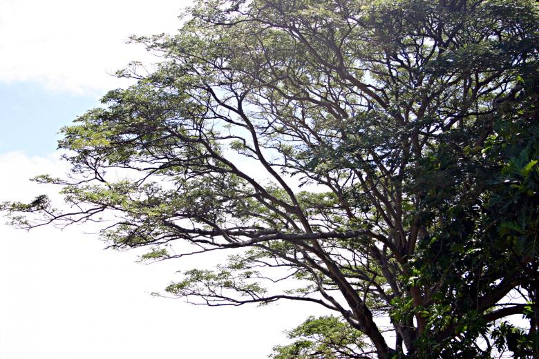 Free stock image of Tree against the sky created by shaun newcomb