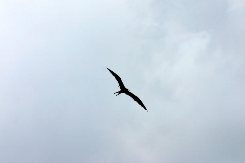 Free stock image of Bird flying created by shaun newcomb