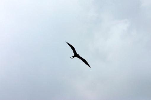 Bird flying - Free Stock Photo